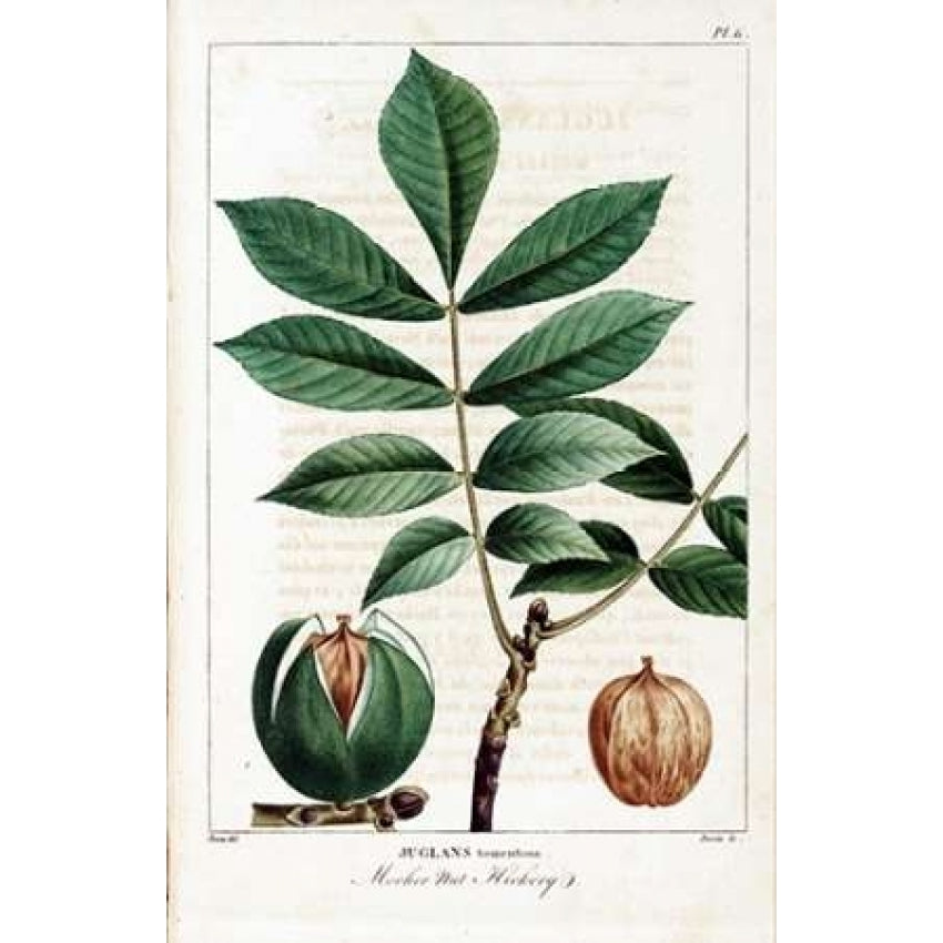 Hickory Nut Poster Print by Francois A. Michaux Image 2