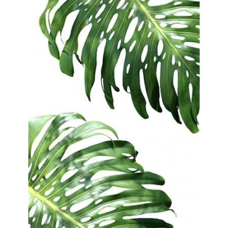 Double Philodendron - color Poster Print by Lexie Greer Image 1