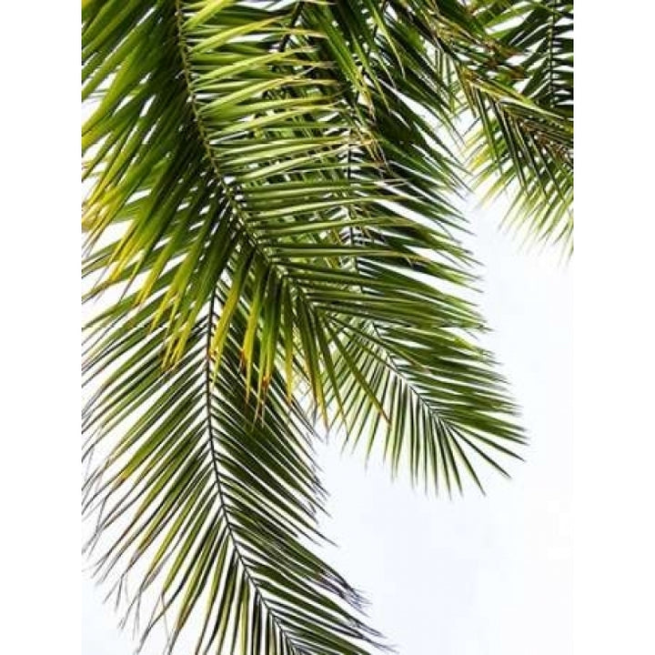 Palm Leaves Poster Print by Lexie Greer Image 1