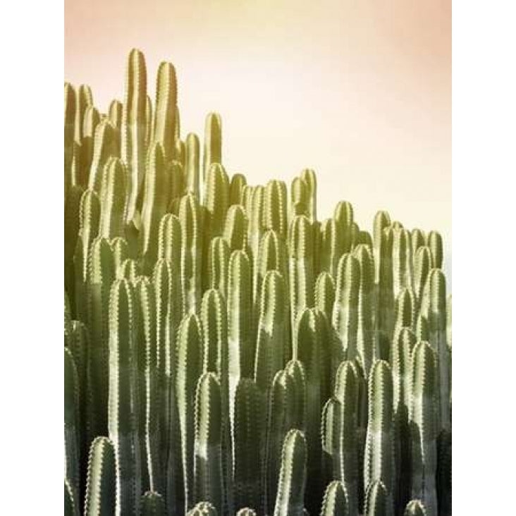 Pink Sky Cactus Poster Print by Lexie Greer Image 2