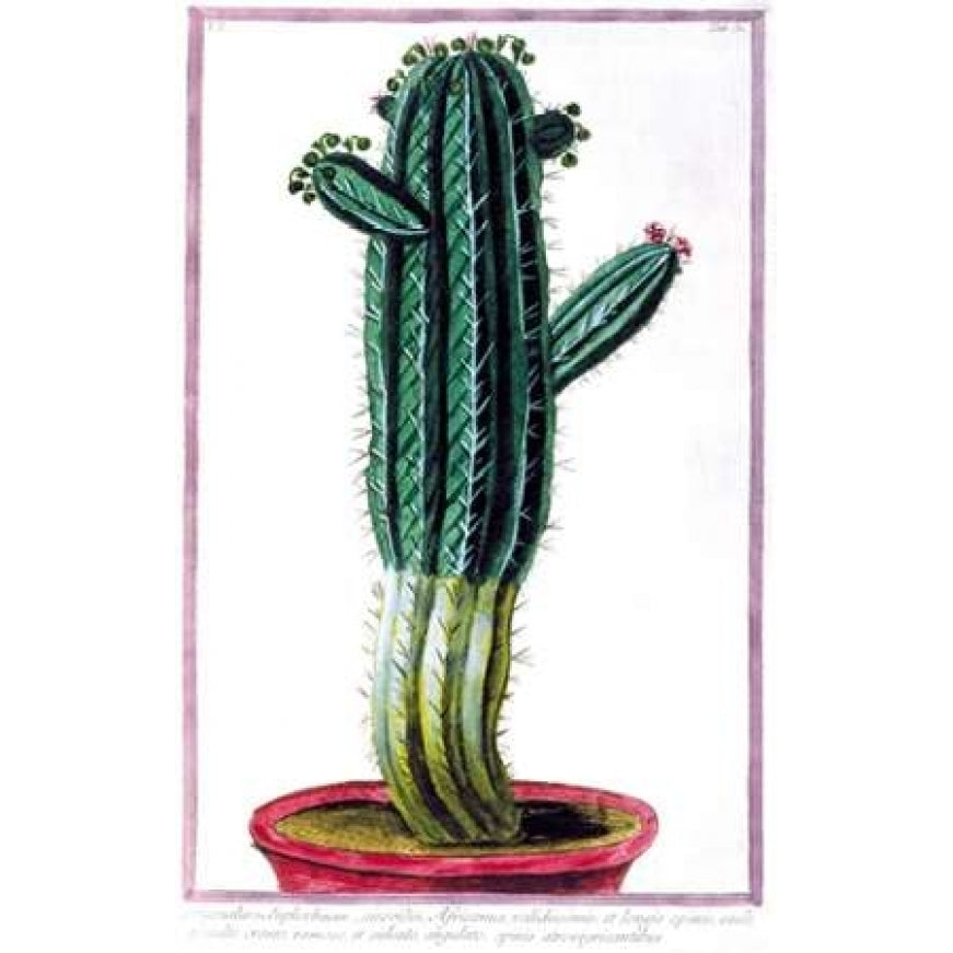 Cactus Tithymalus Poster Print by Giorgio Bonelli Image 1