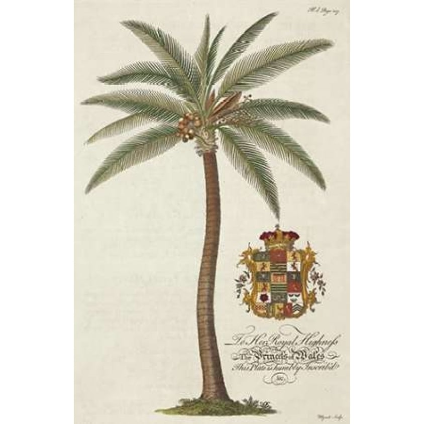 Coconut Palm Poster Print by Georg Ehret Image 1