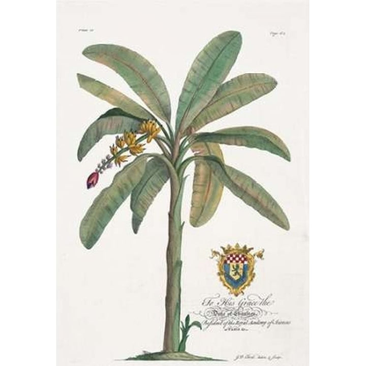 Banana Tree Poster Print by Georg Ehret Image 2