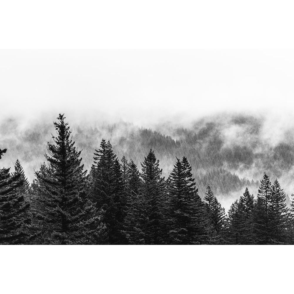 Clouds in the Forest Black and White Poster Print by Nature Magick Nature Magick GI553A Image 1