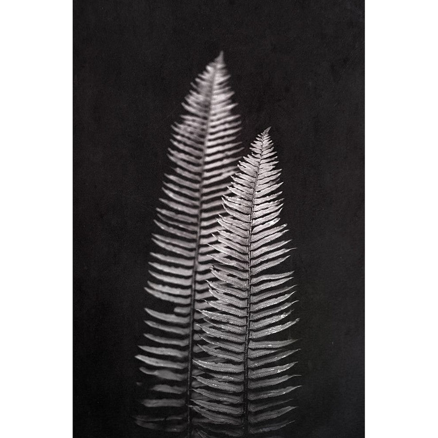 Black and White Forest Ferns Poster Print by Nature Magick Nature Magick GI569A Image 1