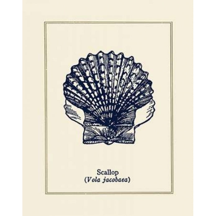 Scallop Shell Poster Print by Gregory Gorham Image 1