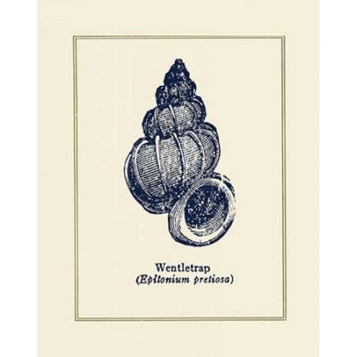 Wentletrap Shell Poster Print by Gregory Gorham Image 1