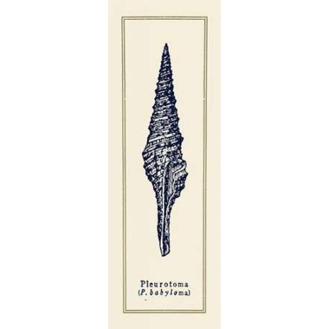 Pleurotoma Shell I Poster Print by Gregory Gorham Image 1