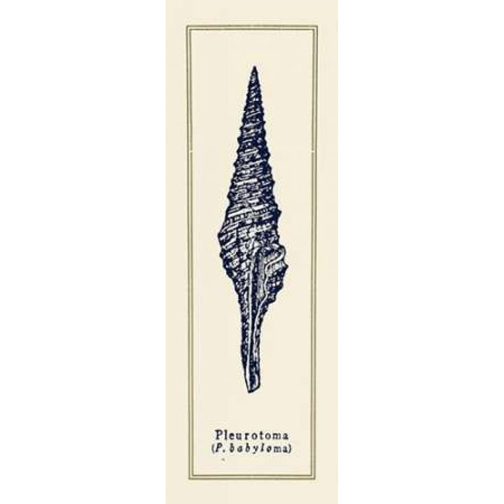 Pleurotoma Shell I Poster Print by Gregory Gorham Image 1