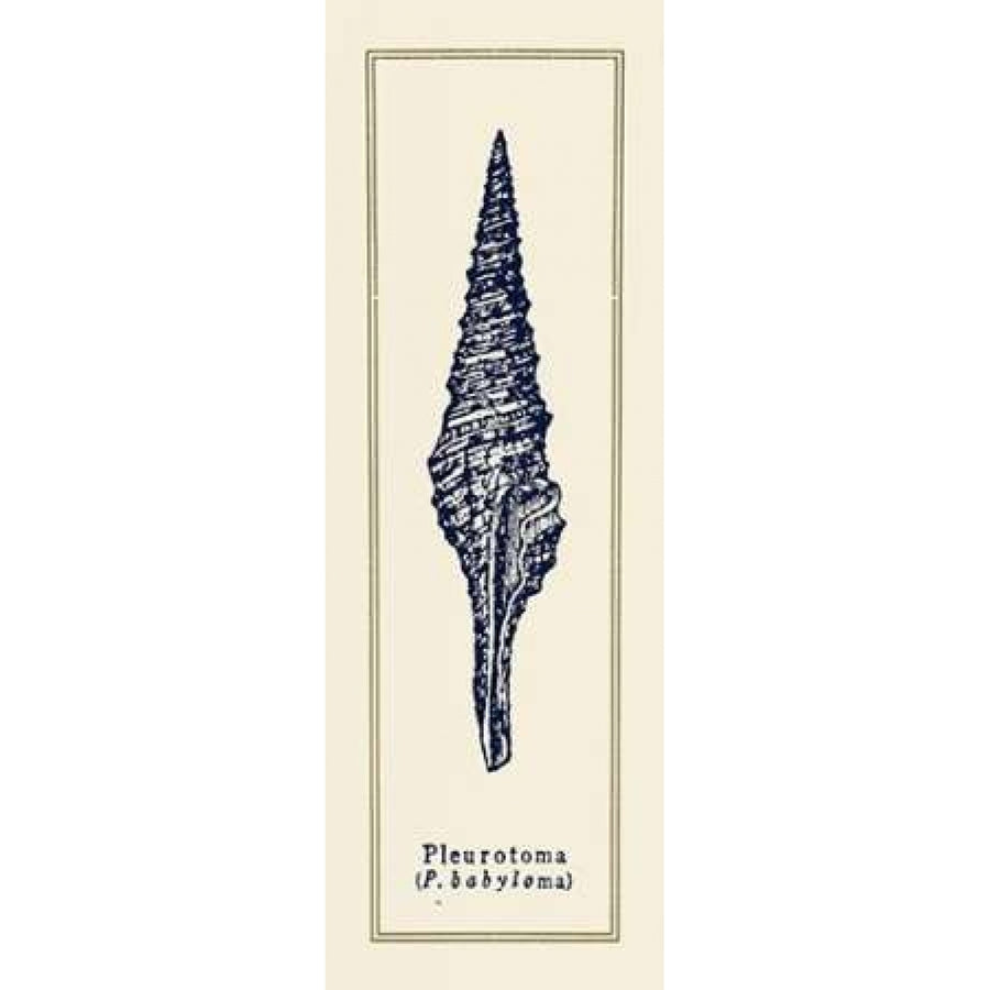 Pleurotoma Shell I Poster Print by Gregory Gorham Image 1