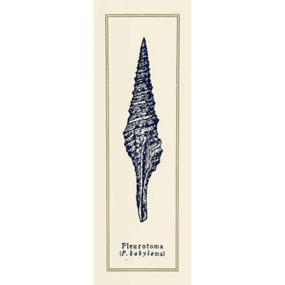 Pleurotoma Shell I Poster Print by Gregory Gorham Image 2