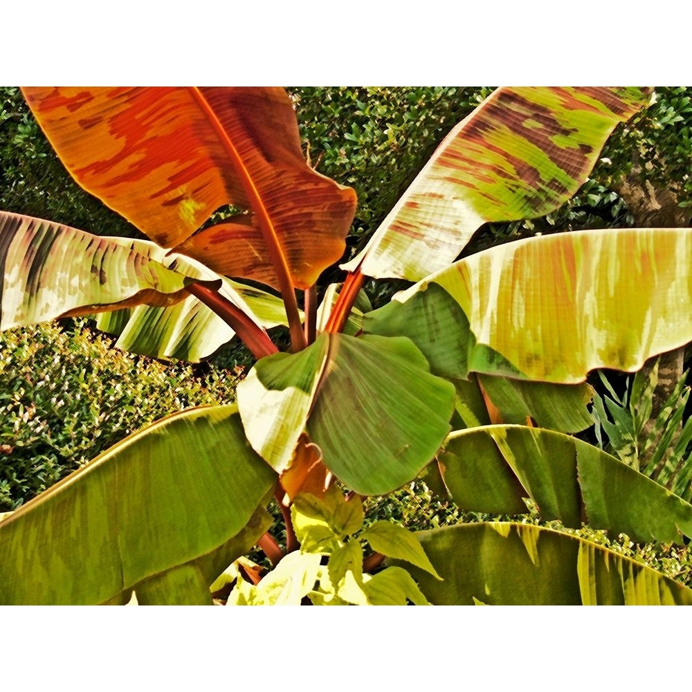 Banana Tree Poster Print by Simons Simons GS100843 Image 1