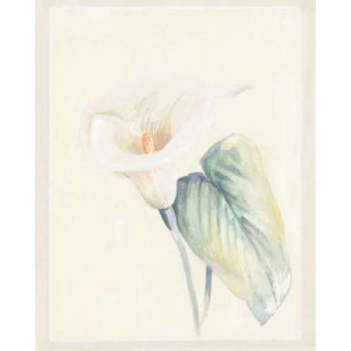 Calla Lily II Poster Print by Paul Hargittai Image 2