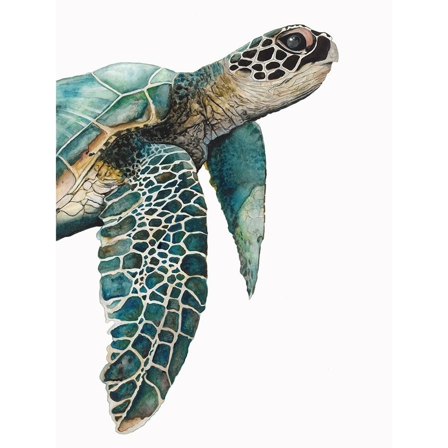 Great Sea Turtle_ Poster Print by Jodi Hatfield HJ018A Image 1