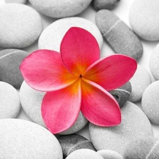 Zen Flower Poster Print by PhotoINC Studio Image 1