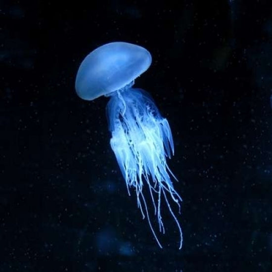 Luminescent Jellyfish Poster Print by PhotoINC Studio Image 1