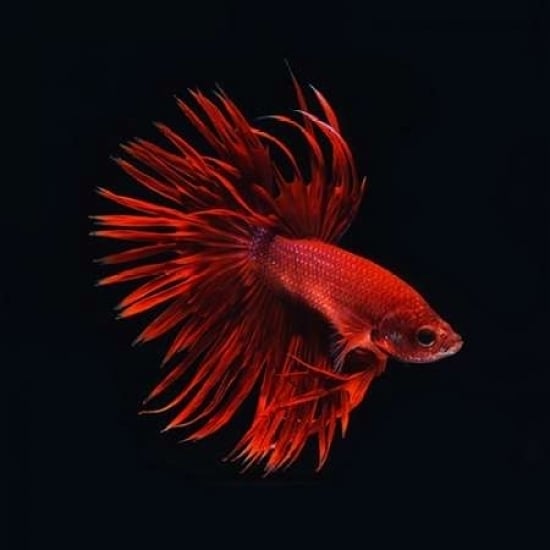 Red Betta Fish Poster Print by PhotoINC Studio Image 1