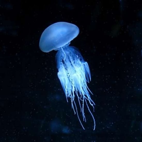 Luminescent Jellyfish Poster Print by PhotoINC Studio Image 2