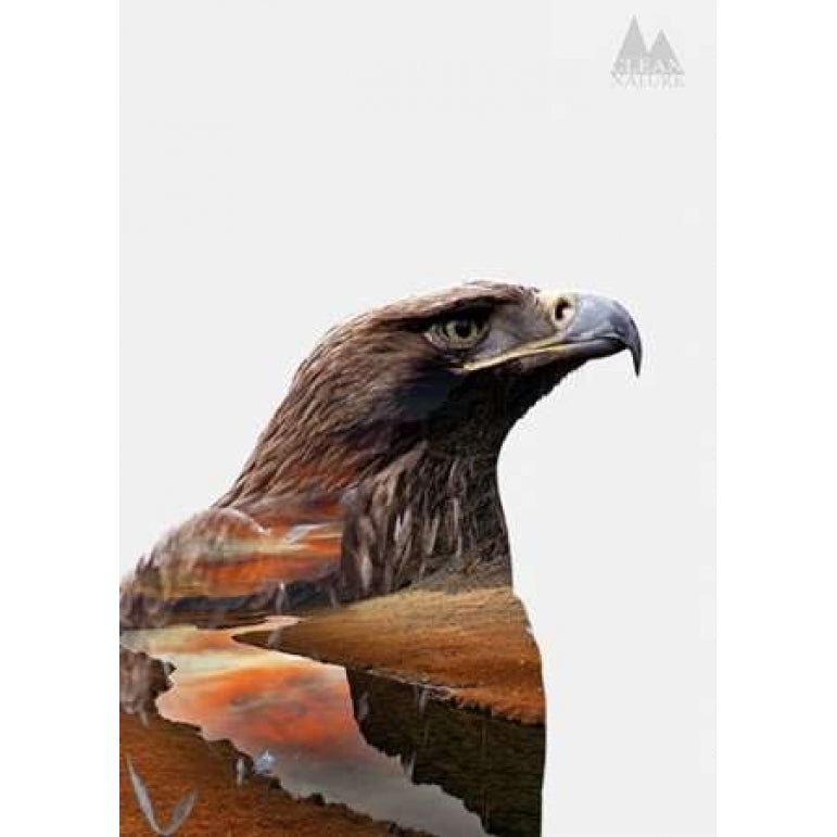 Eagle Poster Print by Clean Nature Image 1
