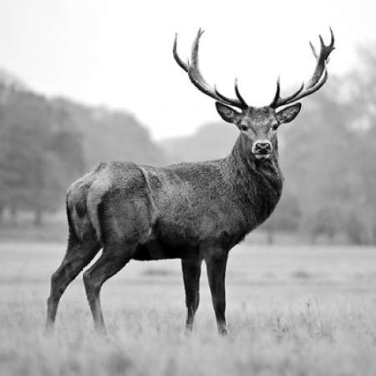 Proud Deer Poster Print by PhotoINC Studio Image 2