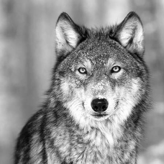 Wolf Poster Print by PhotoINC Studio Image 1