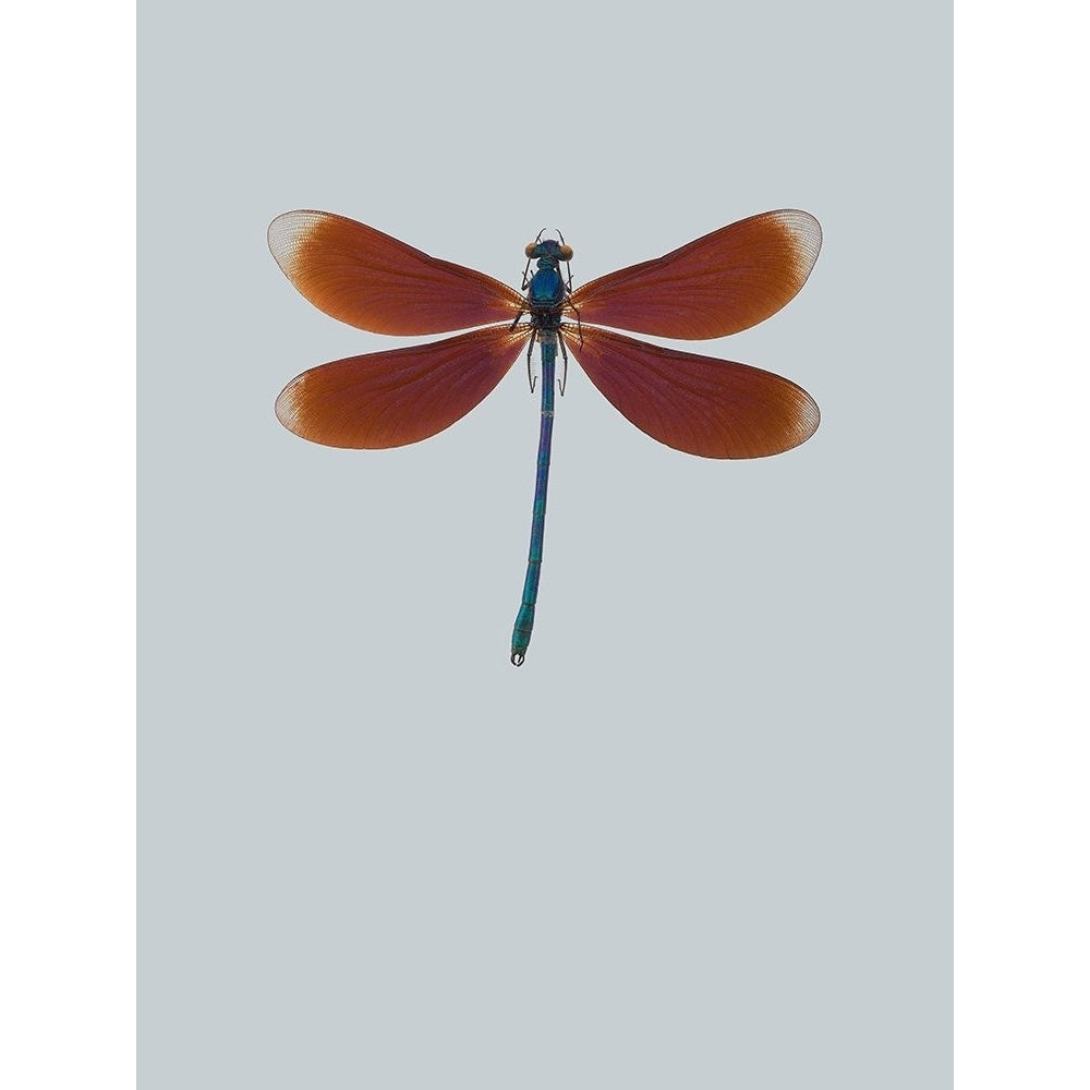 Dragonfly Ii Poster Print by Incado Image 1