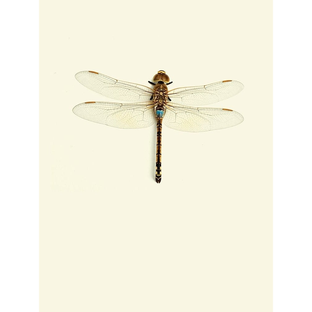 Dragonfly I Poster Print by Incado Image 1