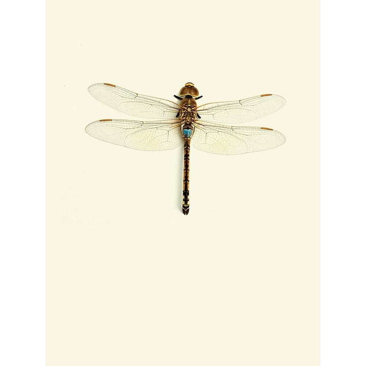 Dragonfly I Poster Print by Incado Image 2