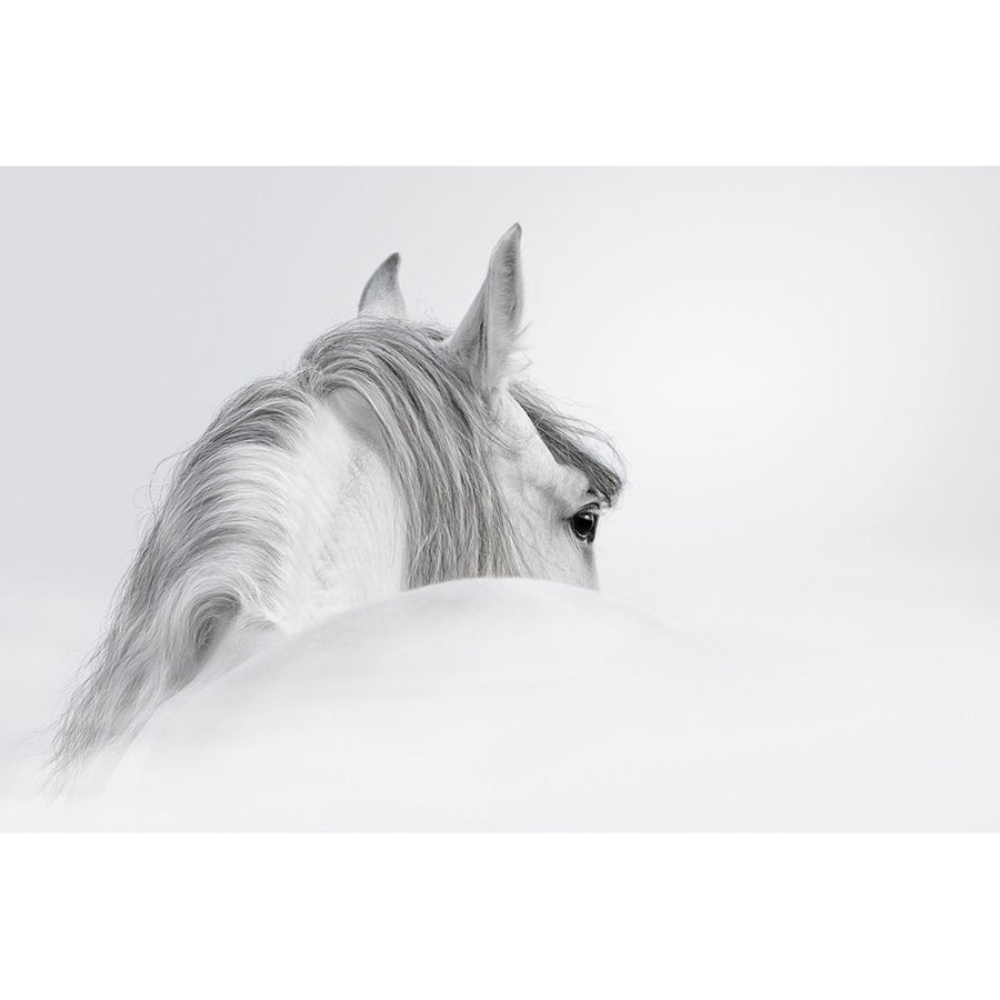 White Horse Poster Print by PhotoINC Studio Image 1