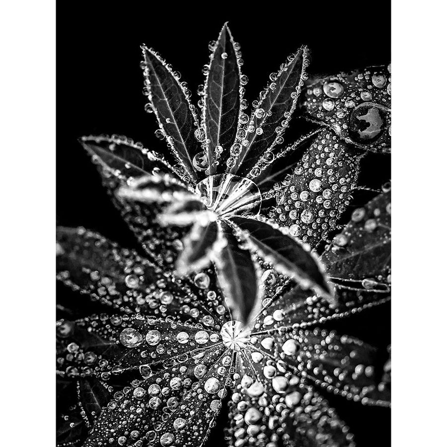 Crystal I Poster Print by Incado Image 1