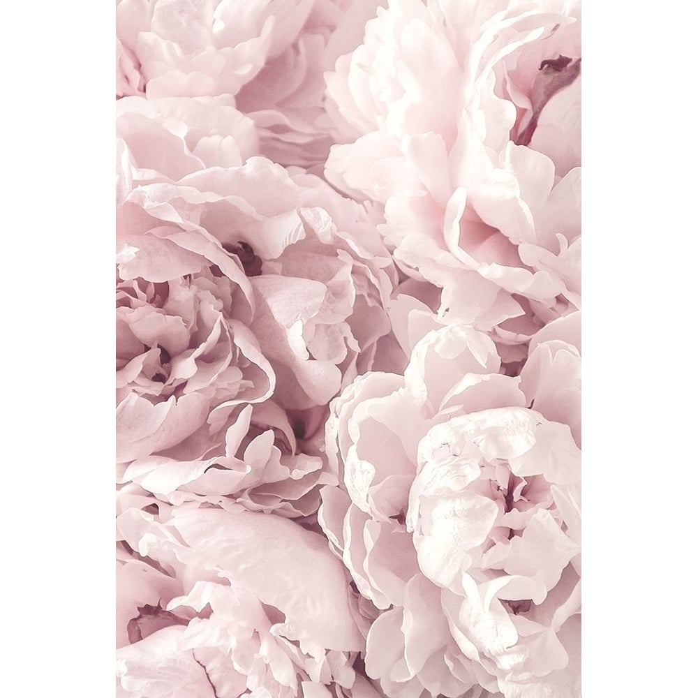 Peony Poster Print by PhotoINC Studio Image 1