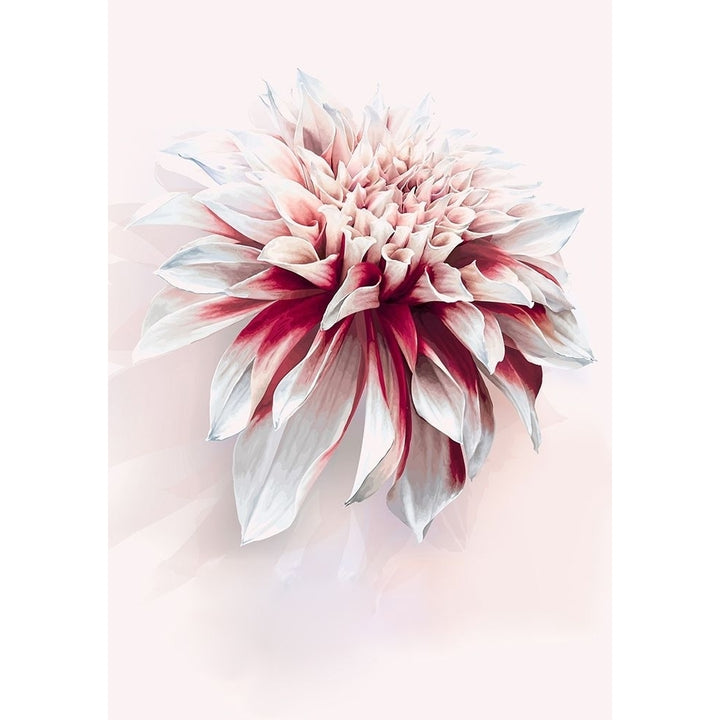 Water Dahlia Poster Print by Incado Image 1