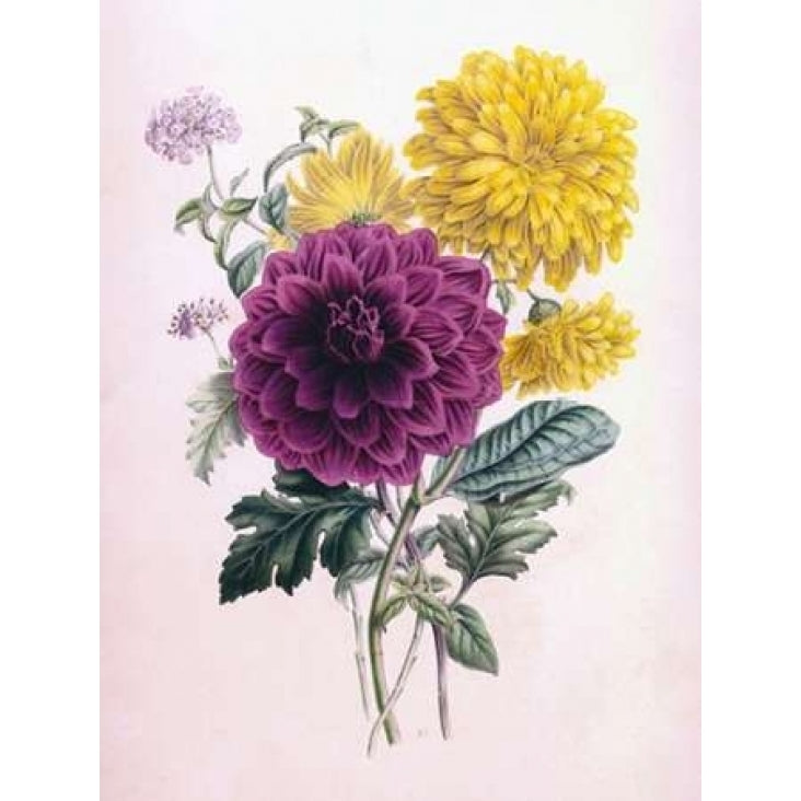 Chrysanthemum Poster Print by James Andrews Image 2