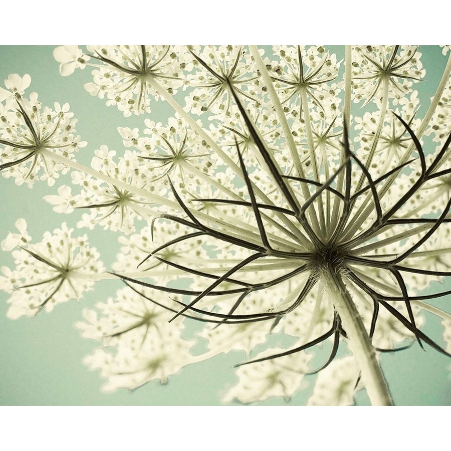 Sky Lace Poster Print by Judy Stalus Image 1