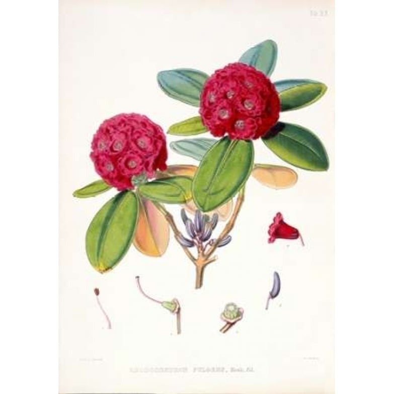 Rhododendron Fulgens Poster Print by Joseph Hooker Image 2