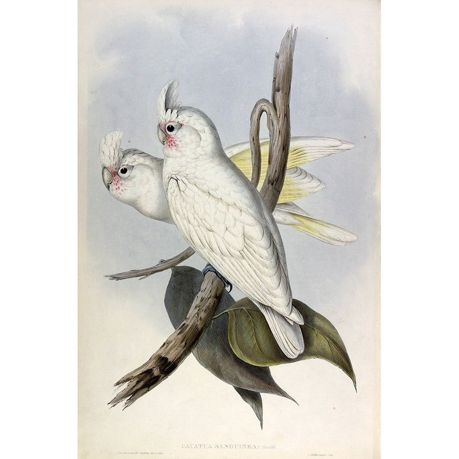 Blood stained Cockatoo Poster Print by John Gould Image 1