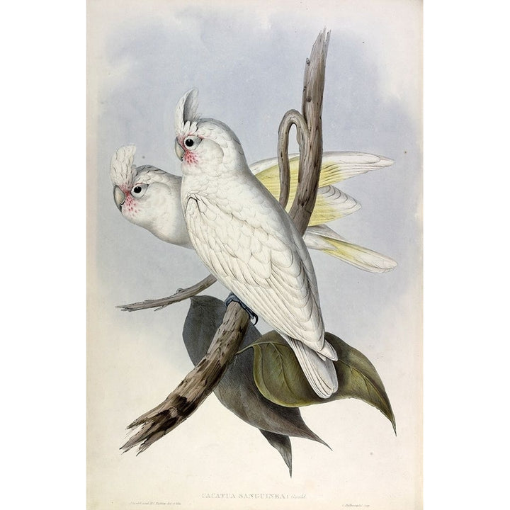 Blood stained Cockatoo Poster Print by John Gould Image 2