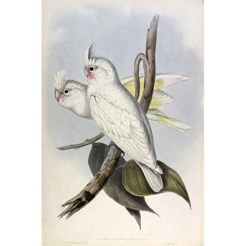 Blood stained Cockatoo Poster Print by John Gould Image 1