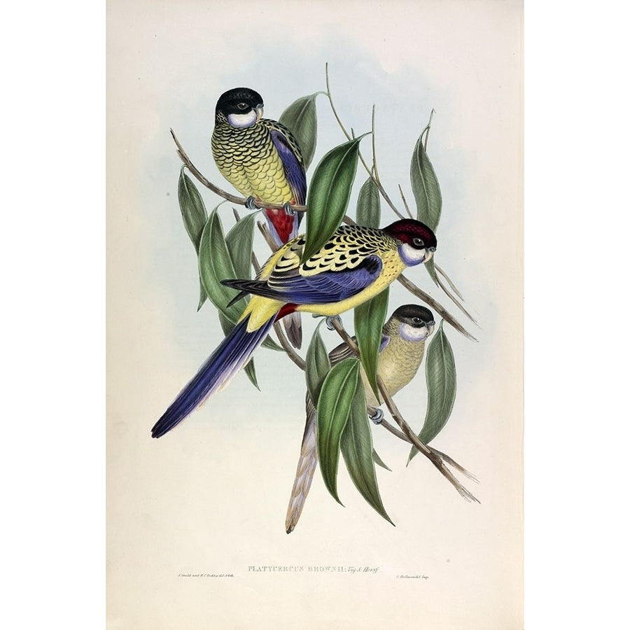 Browns Parakeet Poster Print by John Gould Image 1