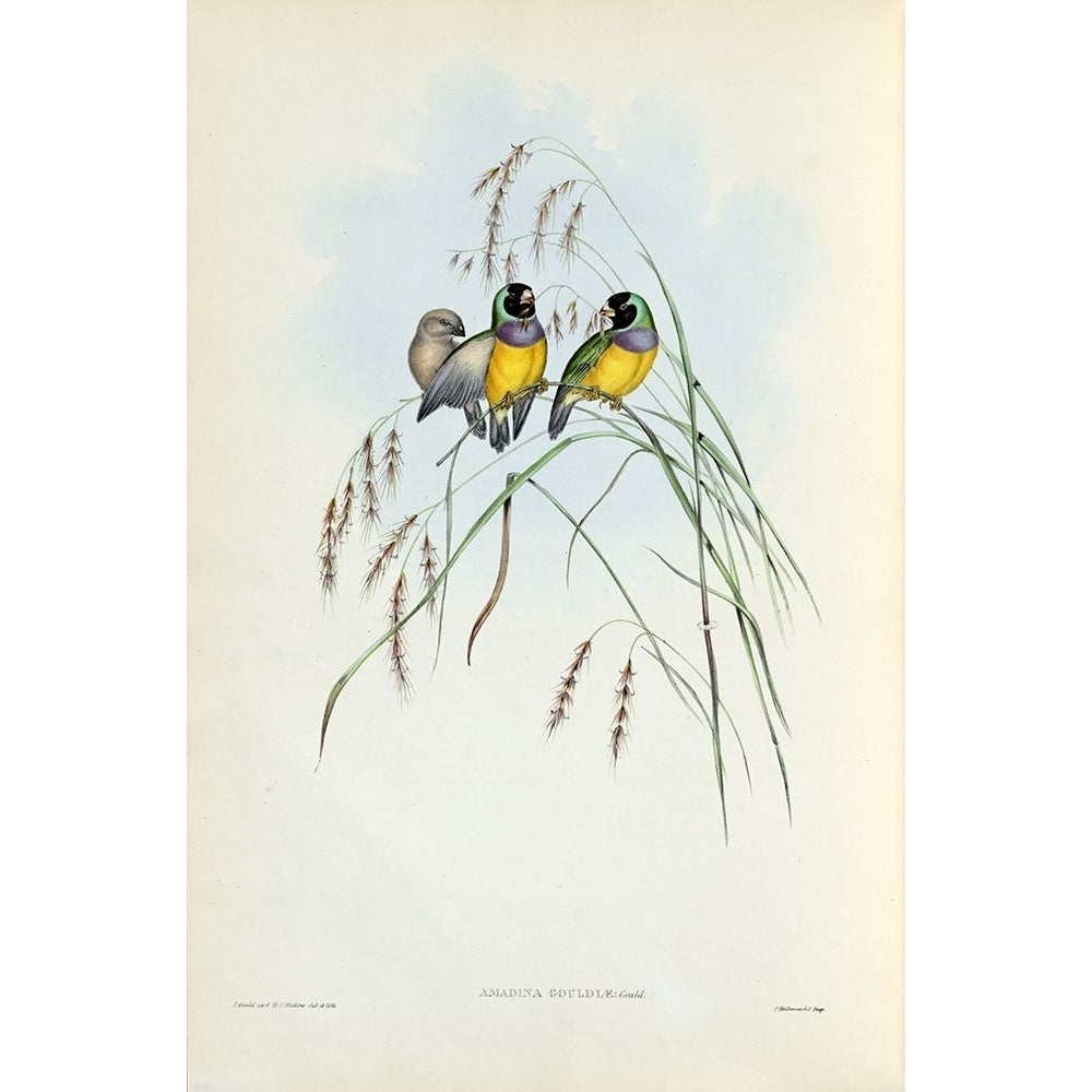 Gouldian Finch Poster Print by John Gould Image 1