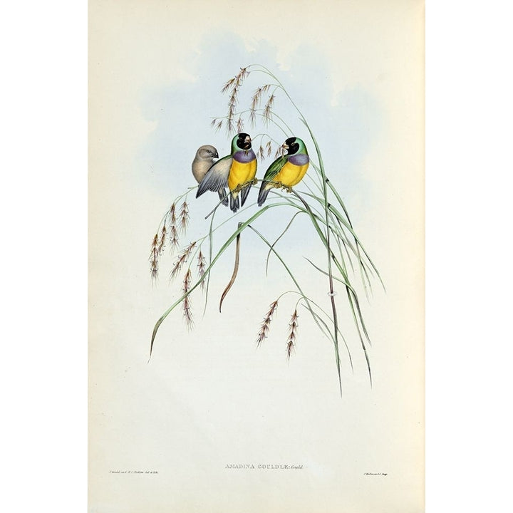 Gouldian Finch Poster Print by John Gould Image 1