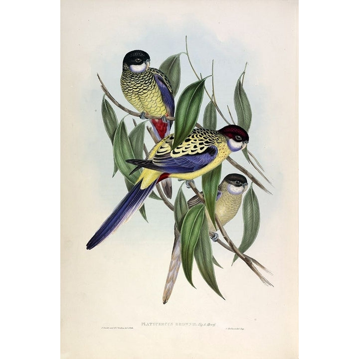 Browns Parakeet Poster Print by John Gould Image 2