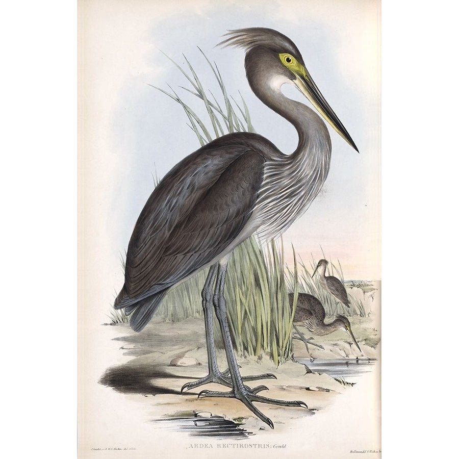 Grey Billed Heron Poster Print by John Gould Image 1