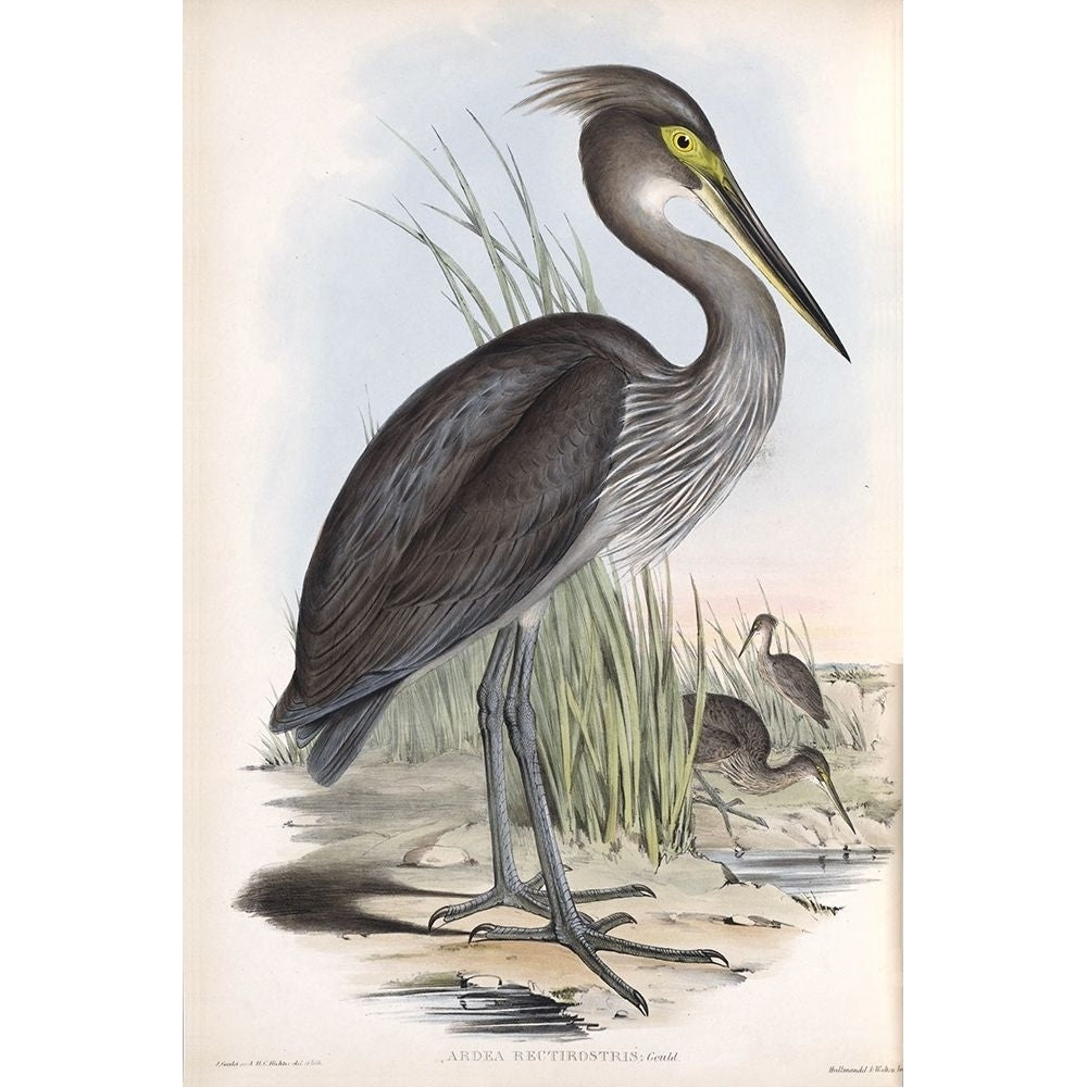 Grey Billed Heron Poster Print by John Gould Image 2