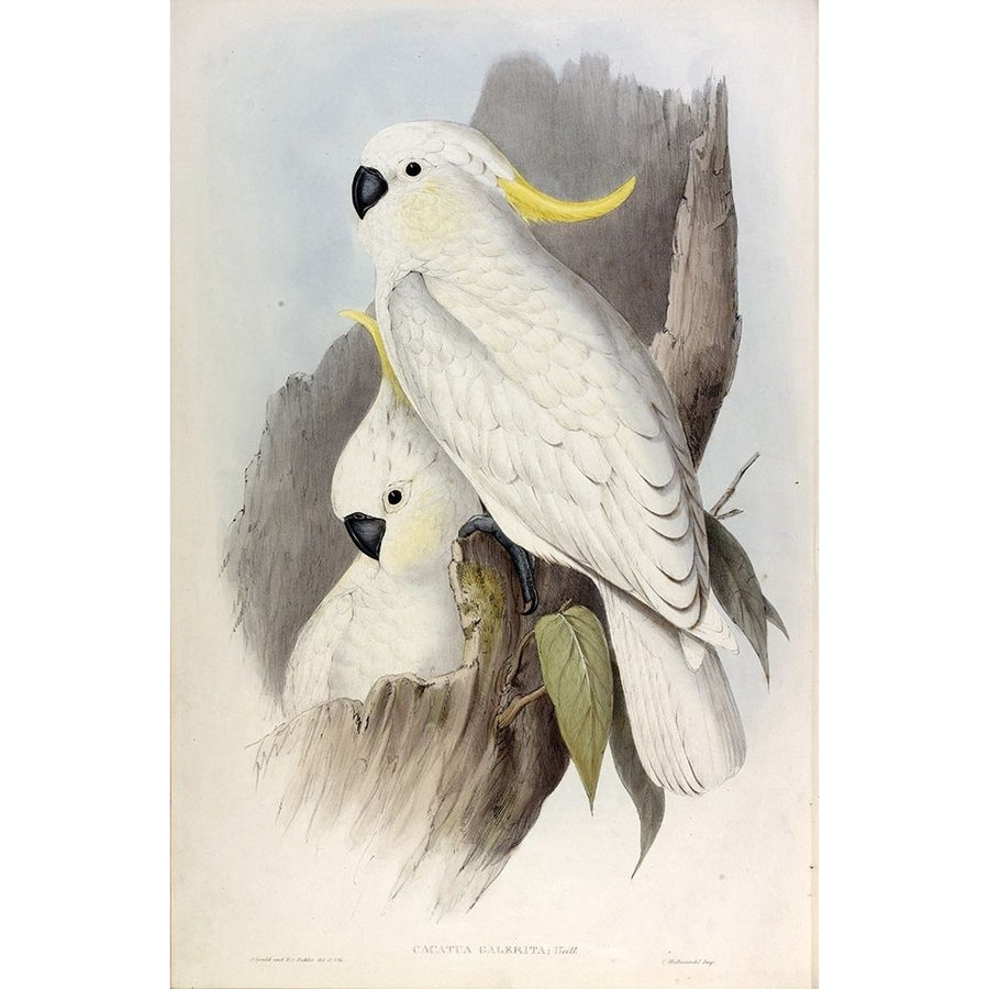 Crested Cockatoo Poster Print by John Gould Image 1