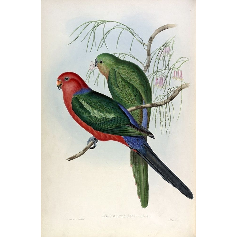 King Lory Poster Print by John Gould Image 2