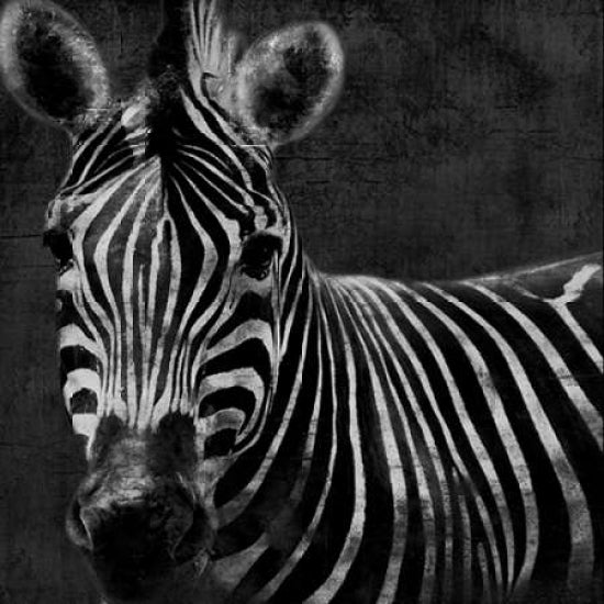 Zebra Black And White Poster Print by Jace Grey Image 1