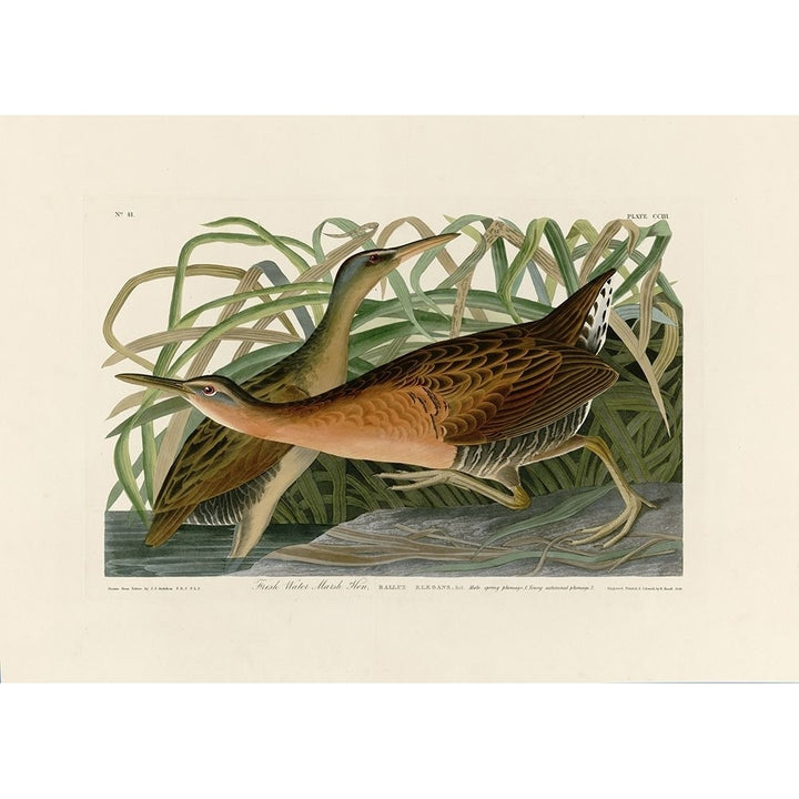 Fresh Water Marsh Hen Poster Print by John James Audubon Image 2