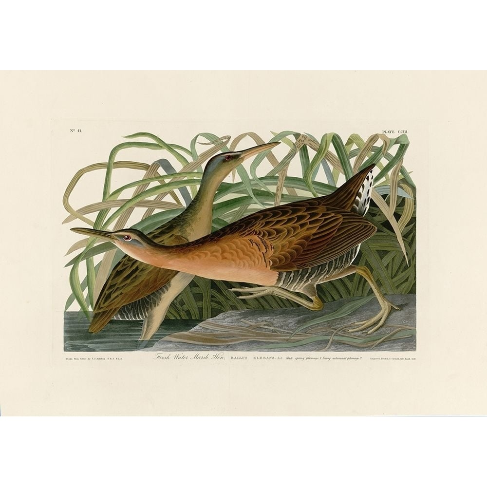 Fresh Water Marsh Hen Poster Print by John James Audubon Image 1