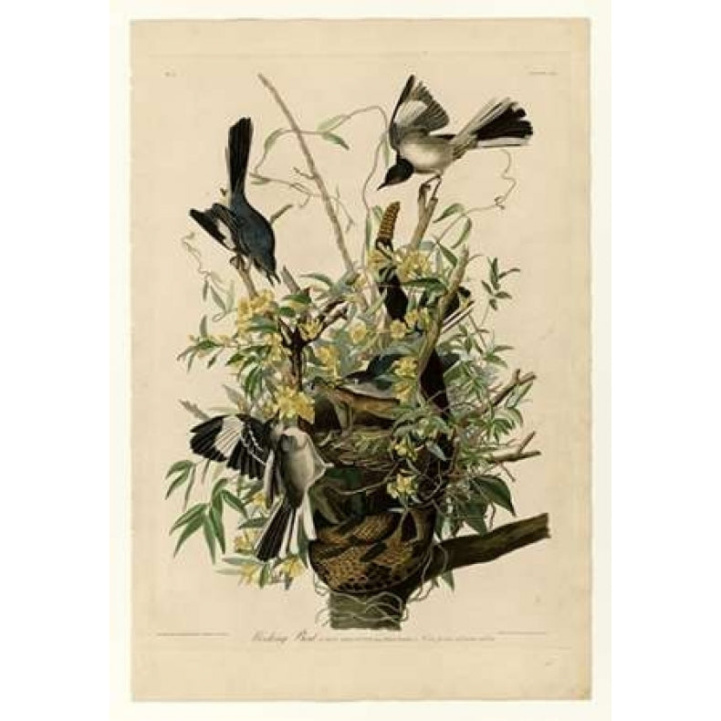 Mocking Bird Poster Print by John James Audubon Image 1